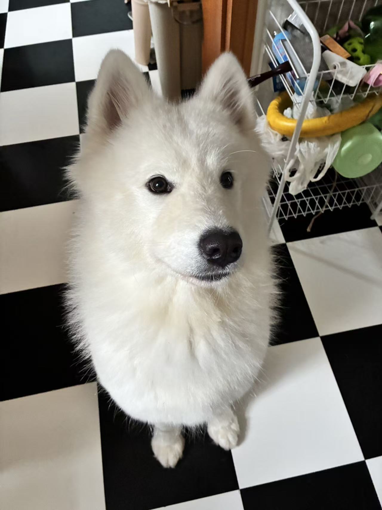 Samoyed